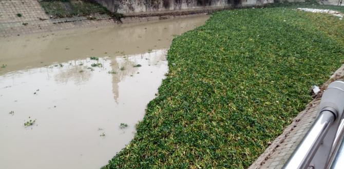 Su sümbülleri Asi Nehri’ni yeniden istila etti