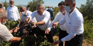 HASSA’DA ÜZÜM HASADI YAPILDI