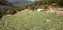 Alevlerin arasında ‘hasat’ telaşı