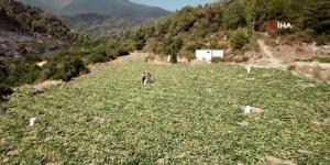 Alevlerin arasında ‘hasat’ telaşı