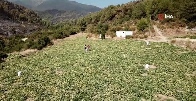 Alevlerin arasında ‘hasat’ telaşı
