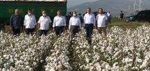 AMİK OVASINDA PAMUK HASADI BAŞLADI