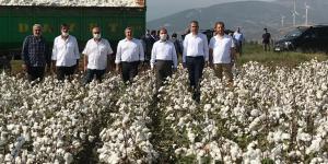 AMİK OVASINDA PAMUK HASADI BAŞLADI