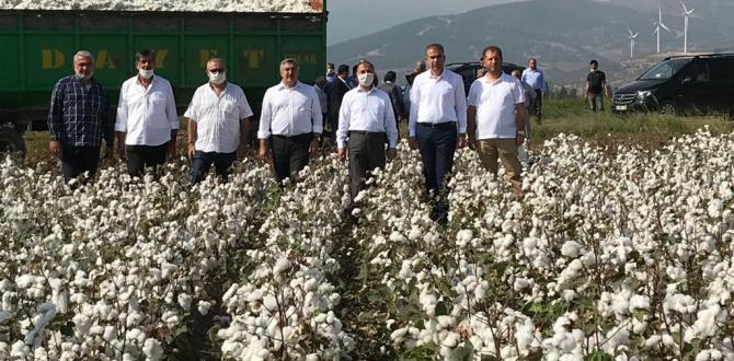 AMİK OVASINDA PAMUK HASADI BAŞLADI
