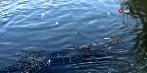 Hatay’da binlerce balık telef oldu