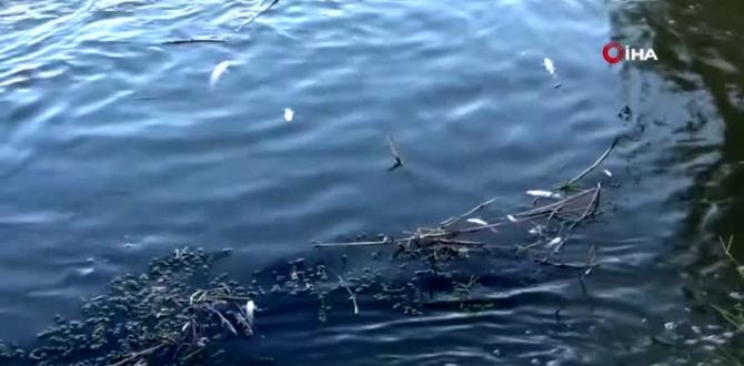 Hatay’da binlerce balık telef oldu