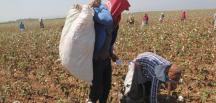 Amik Ovası’nda pamuk hasadı başladı