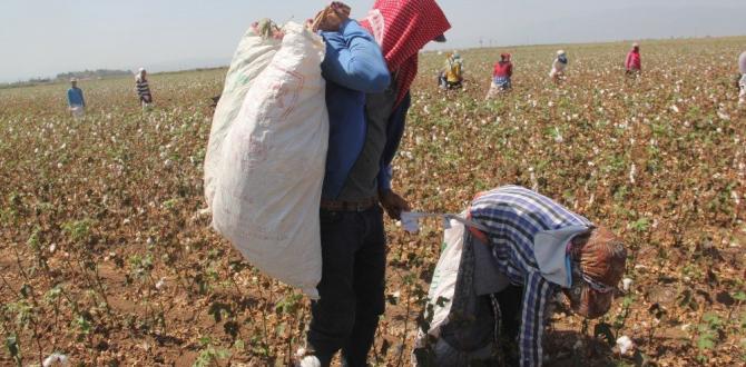 Amik Ovası’nda pamuk hasadı başladı