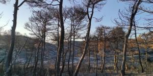 Hatay’daki orman yangını sonrası üzücü görüntüler