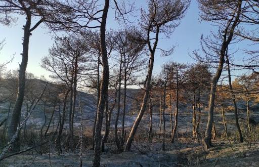 Hatay’daki orman yangını sonrası üzücü görüntüler