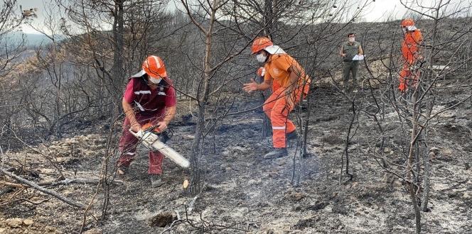 Hatay’da yanan ormanlık alana fidan dikmeyin uyarısı