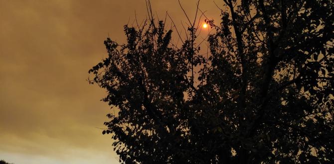 Suriye’de orman yangını çıktı, dumanı Samandağ’ı kapladı