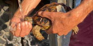 Yangında mahsur kalan kaplumbağaları böyle kurtardılar