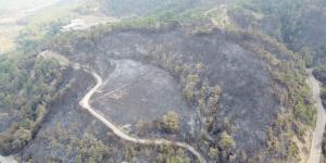 Hatay’daki orman yangınında 300 hektar alan zarar gördü