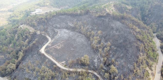 Hatay’daki orman yangınında 300 hektar alan zarar gördü