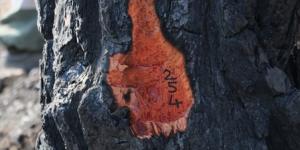 Hatay’da yanan ağaçlarda damgalama çalışması başladı