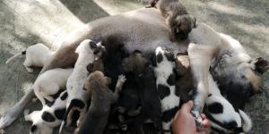 “Kontes” bir defada 17 yavru doğurdu