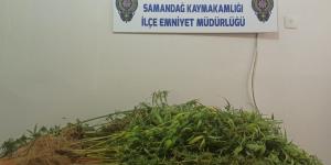 Evin banyosunu kenevir bahçesine dönüştürmüş