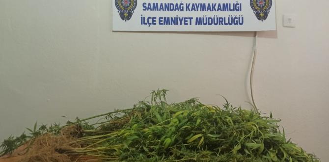 Evin banyosunu kenevir bahçesine dönüştürmüş