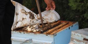 Hatay’daki yangında binden fazla arı kovanı yandı