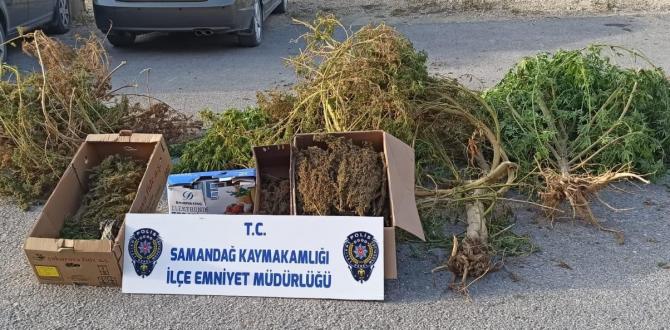 Kenevir yetiştirmek için bahçesine sera kurmuş