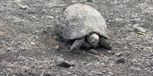 Hatay yangınından yürek yakan görüntüler