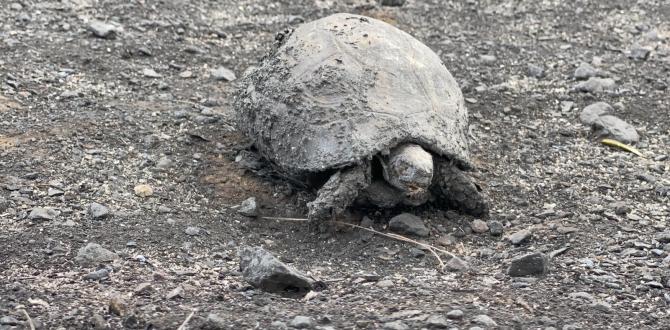 Hatay yangınından yürek yakan görüntüler