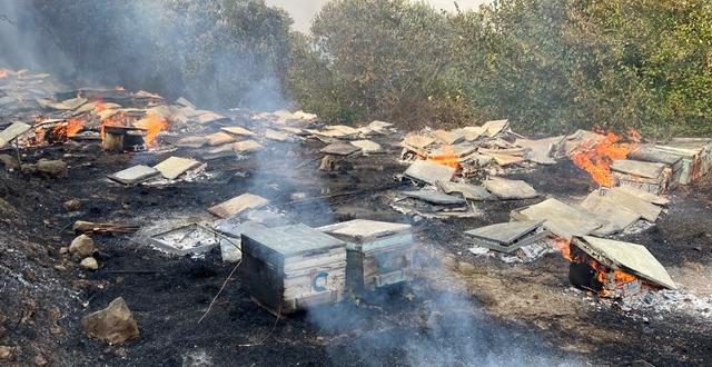 Samandağ’daki yangında arı kovanları kül oldu