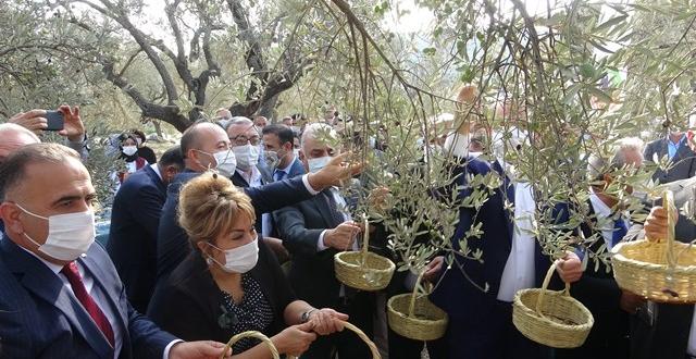 Hatay’da temsili zeytin hasadı
