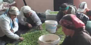 Halhalı Zeytin Dünyada Sadece Hatay’da Yetişiyor