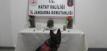 Hatay’da uyuşturucu operasyonu: 1 tutuklama