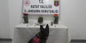 Hatay’da uyuşturucu operasyonu: 1 tutuklama