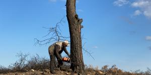 Hatay’da 1 milyon 563 bin fidan toprakla buluşacak