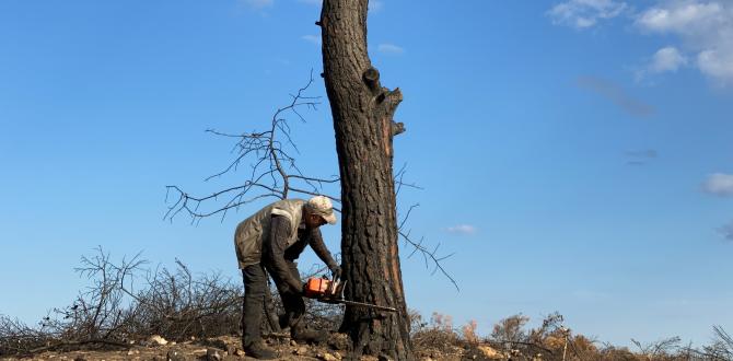 Hatay’da 1 milyon 563 bin fidan toprakla buluşacak