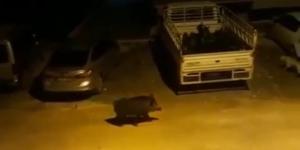 Aç kalan domuz şehir merkezine indi