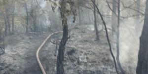 Samandağ’da orman yangını