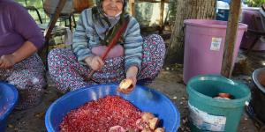 Hatay’da nar ekşisi sezonu açıldı