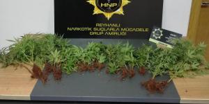 Saksılara ekili 40 kök kenevir bitkisi ele geçirildi