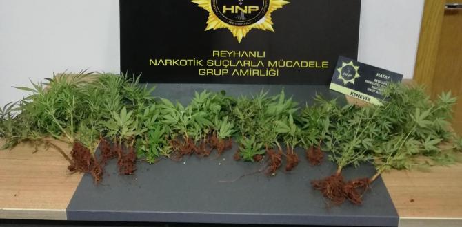 Saksılara ekili 40 kök kenevir bitkisi ele geçirildi