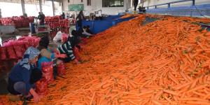 Havucun tarladan sofraya zahmetli yolculuğu