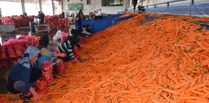 Havucun tarladan sofraya zahmetli yolculuğu