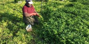 Hatay maydanozuna korona engeli