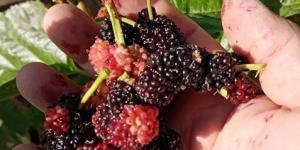 Mevsimi şaşıran dut ağacı kış ayında meyve verdi