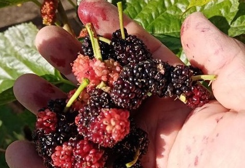 Mevsimi şaşıran dut ağacı kış ayında meyve verdi