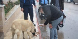BAŞKAN YAVUZ KIŞ MEVSİMİNDE SOKAK HAYVANLARINA SAHİP ÇIKMAYA DEVAM EDİYOR