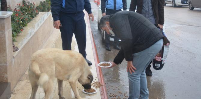 BAŞKAN YAVUZ KIŞ MEVSİMİNDE SOKAK HAYVANLARINA SAHİP ÇIKMAYA DEVAM EDİYOR