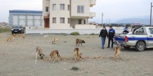SAMANDAĞ BELEDİYESİ SOKAĞA ÇIKMA YASAĞINDA CAN DOSTLARIMIZI UNUTMADI
