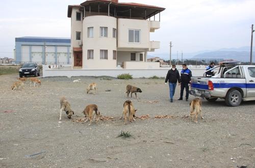 SAMANDAĞ BELEDİYESİ SOKAĞA ÇIKMA YASAĞINDA CAN DOSTLARIMIZI UNUTMADI