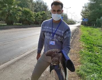 Yaralı şahine polisler sahip çıktı