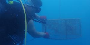 Denizde “kafes” ile balık avlarken yakalandılar